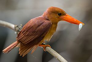 Ruddy Kingfisher, crop