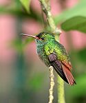 Rufous-tailed Hummingbird JCB