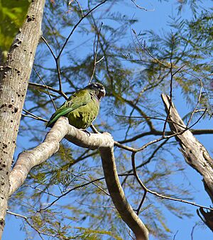 Scaly-headed Parrot (Pionus maximiliani) (30937506554)