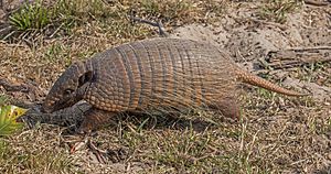 Six-banded armadillo (Euphractus sexcinctus).JPG