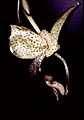 Stanhopea platyceras Orchi 001