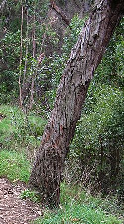 Starr 041221 1795 acacia melanoxylon-bark