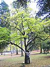 Styrax japonicus JPG1b.jpg