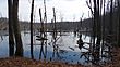 Swamp in Farny State Park - panoramio.jpg