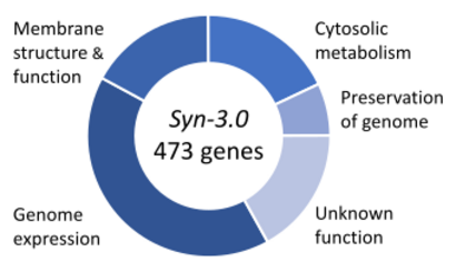 Syn3 genome