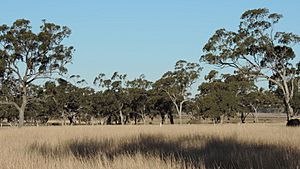 Talgai pastoral station, 2015