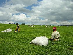 Teapickers-near-kericho