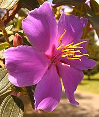 Tibouchina lepidota (4)