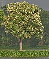 Tree in new leaves (Tectona grandis) I IMG 8133