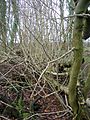 Treelets on fallen Ash tree