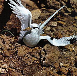 Tropicbird Seychelles