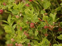 Vaccinum myrtillus 020503.jpg