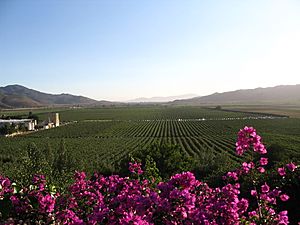 Valle de Guadalupe