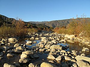 Ventura River Cobble