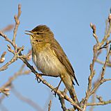 Willow Warbler Phylloscopus trochilus.jpg