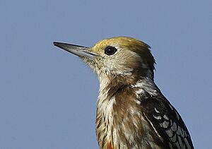 Yellow-crowned Woodpecker AMSM6673 YCWP