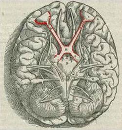 1543,Visalius'OpticChiasma