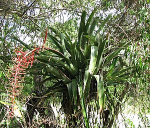 Aechmea-Yucatán.jpg