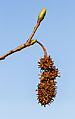 Amberboom (Liquidambar styraciflua). Detail. (d.j.b.)