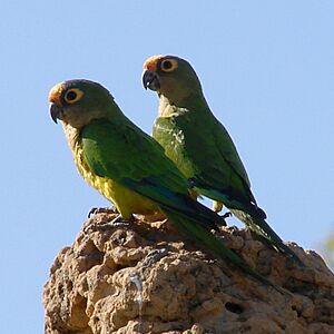 Aratinga aurea -Brazil-8-4c.jpg