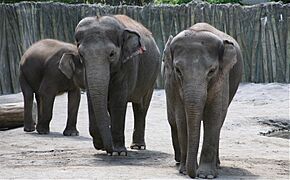 AsianElephantTrioOregonZoo