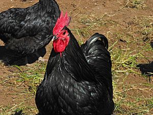 Australorp Rooster.jpg