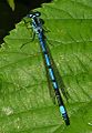 Azure Damselfly GT