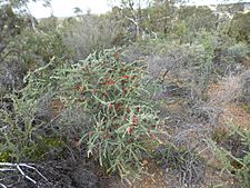 Beaufortia incana (habit)