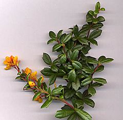 Berberis darwinii shoot.jpg