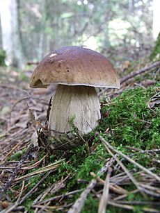 Boletus edulis 11