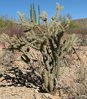 Buckhorn Cholla.JPG