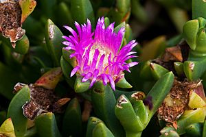 Carpobrotus rossii.jpg