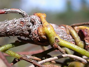 Cassytha pubescens haustoria 