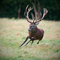 Cervus elaphus Luc Viatour 5.jpg