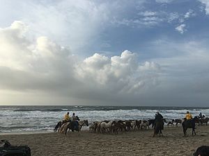 Chincoteague pony walk