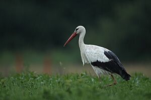 Ciconia ciconia(Gollibolli)4