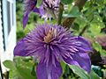 Clematis macro 1