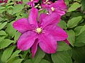 Clematis patens sunset 02