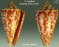 Conus regularis 1