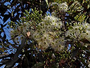 Corymbia gummifera buds