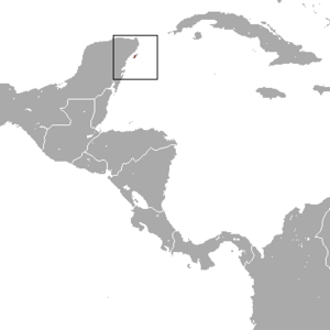 Cozumel Raccoon area.png