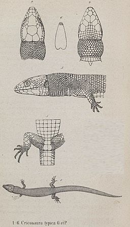 Cricosaura typica--Franz Wagner