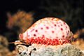 Cypraea chinensis with partially extended mantle