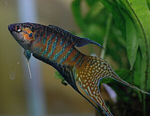 DV Paradise fish male 05.jpg