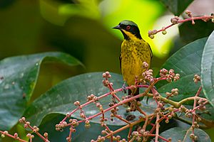 Dacnis flaviventer, Yellow-bellied Dacnis.jpg