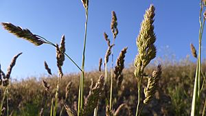 Dactylis glomerata 4