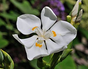 Dietes robinsoniana qtl1