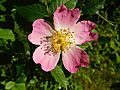 Dog Rose in Gunnersbury Triangle