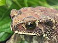 Duttaphrynus Melanostictus Matheran Head