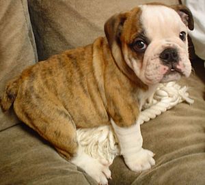 English Bulldog puppy